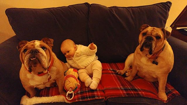 Stay...
#daddydaycare #6monthsold #bulldogs