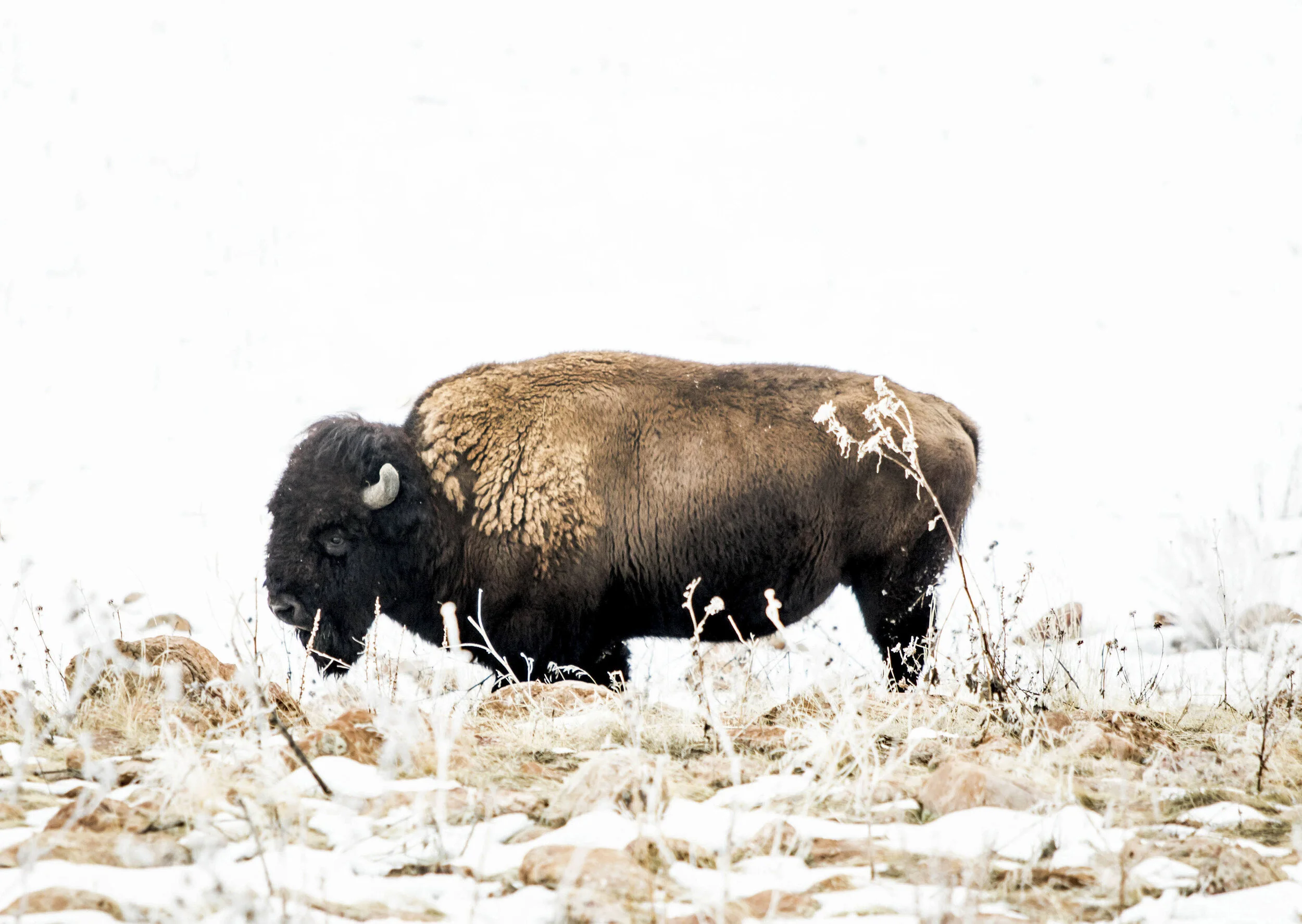 Anticipating Spring.JPG