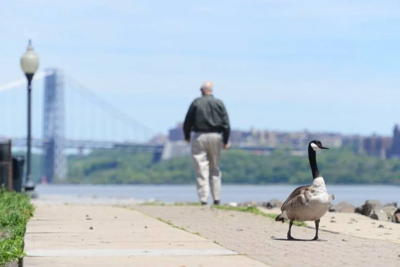 Animal Rights, Please Help