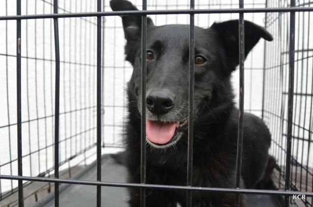Soul Candy: Rescue Dogs