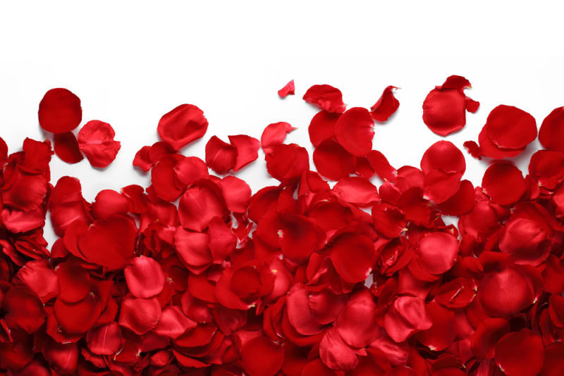 The Power of Rose 