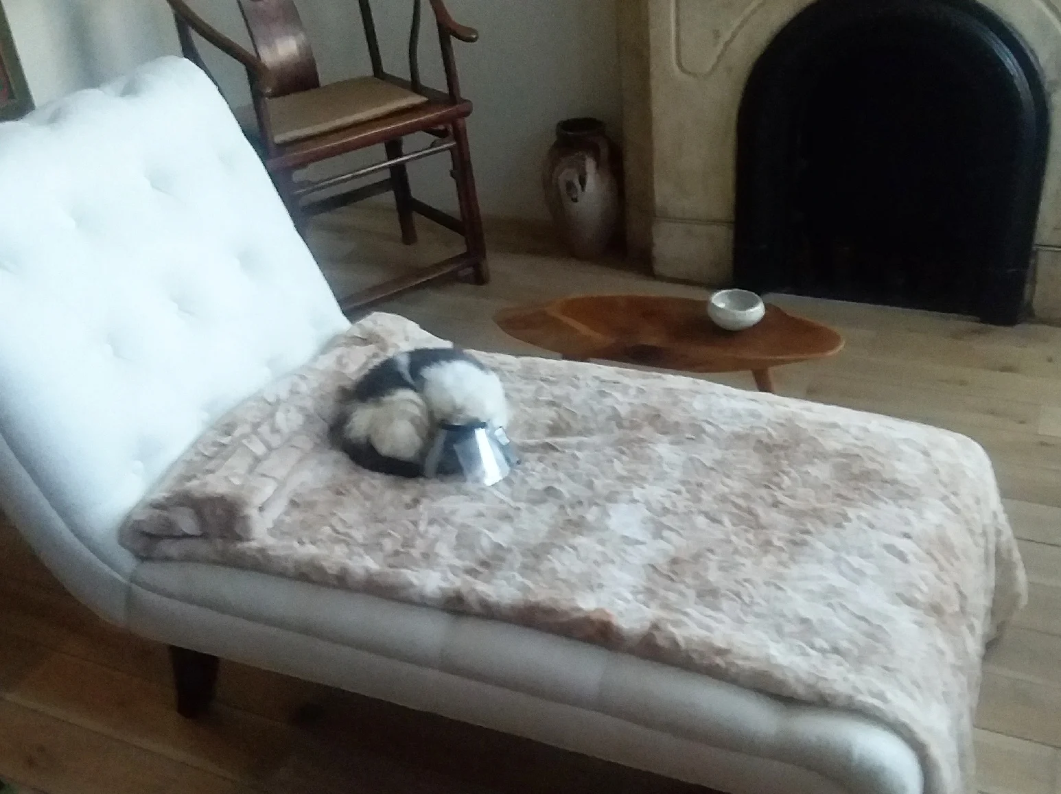Soul Candy: The 'Unadoptable' Cat