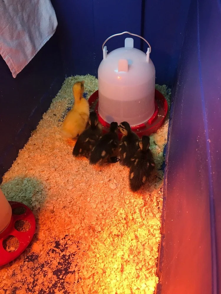 duckling
