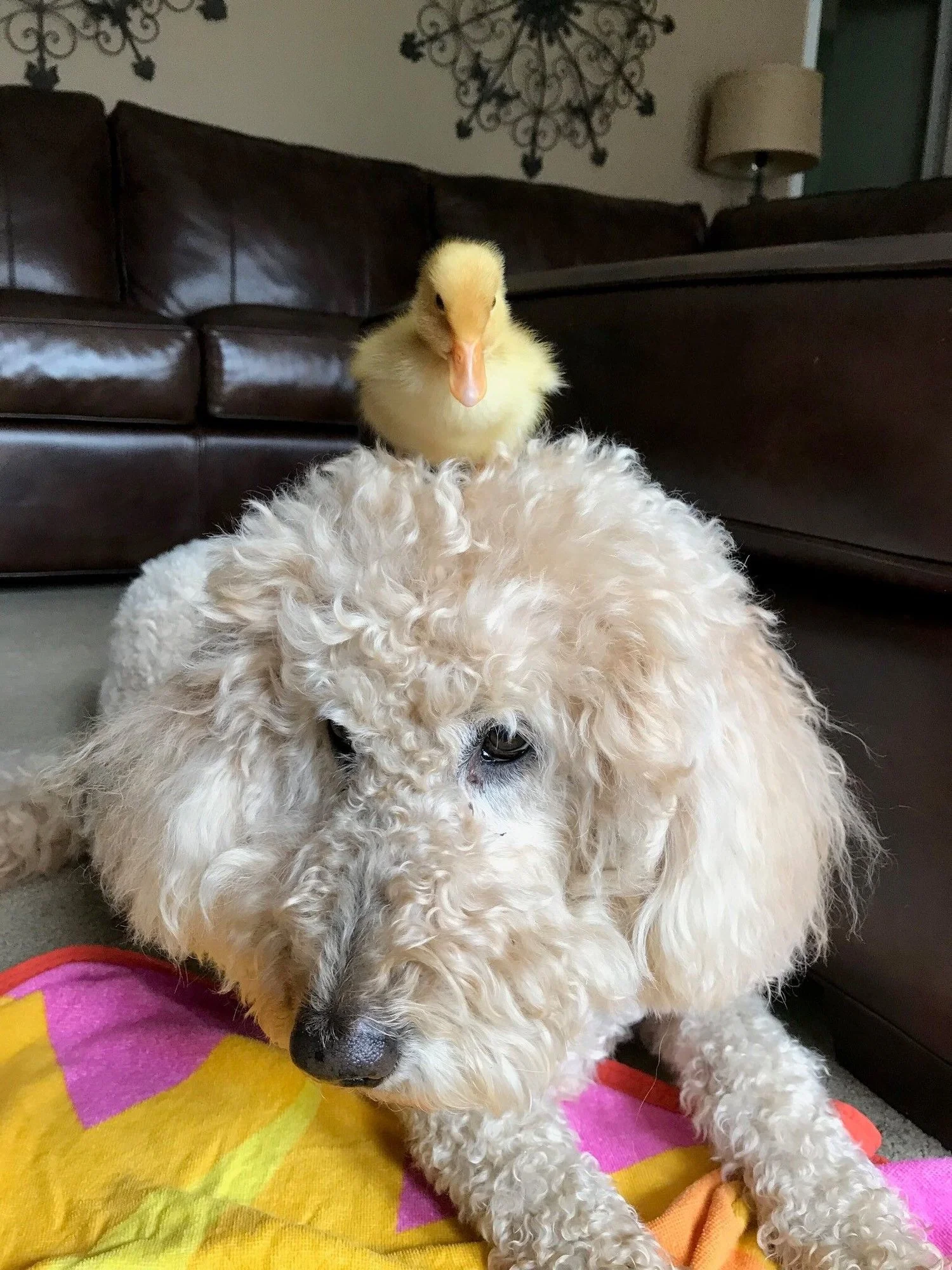 Soul Candy: The Rescued Duckling