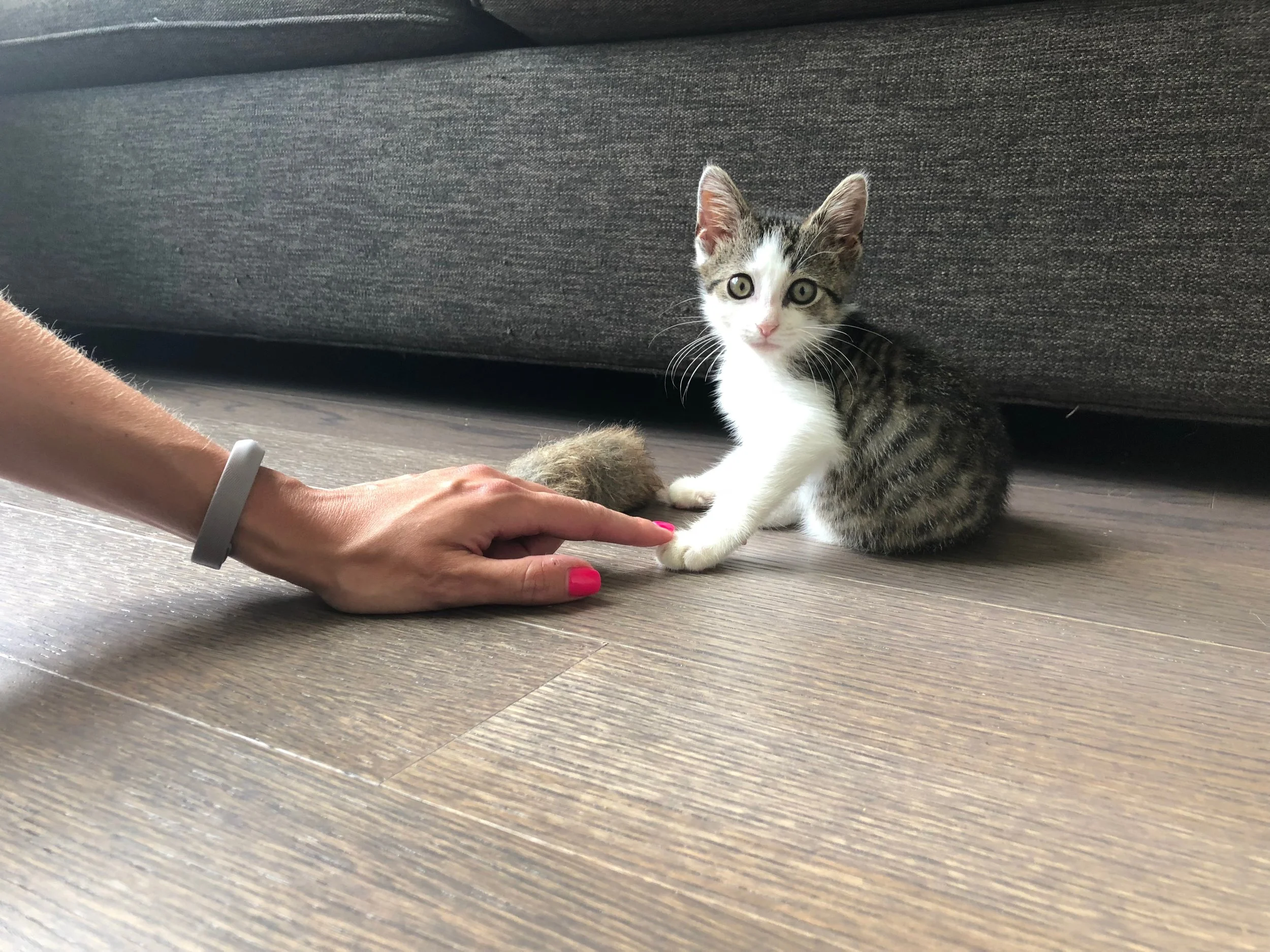 Belmar is Adopted!