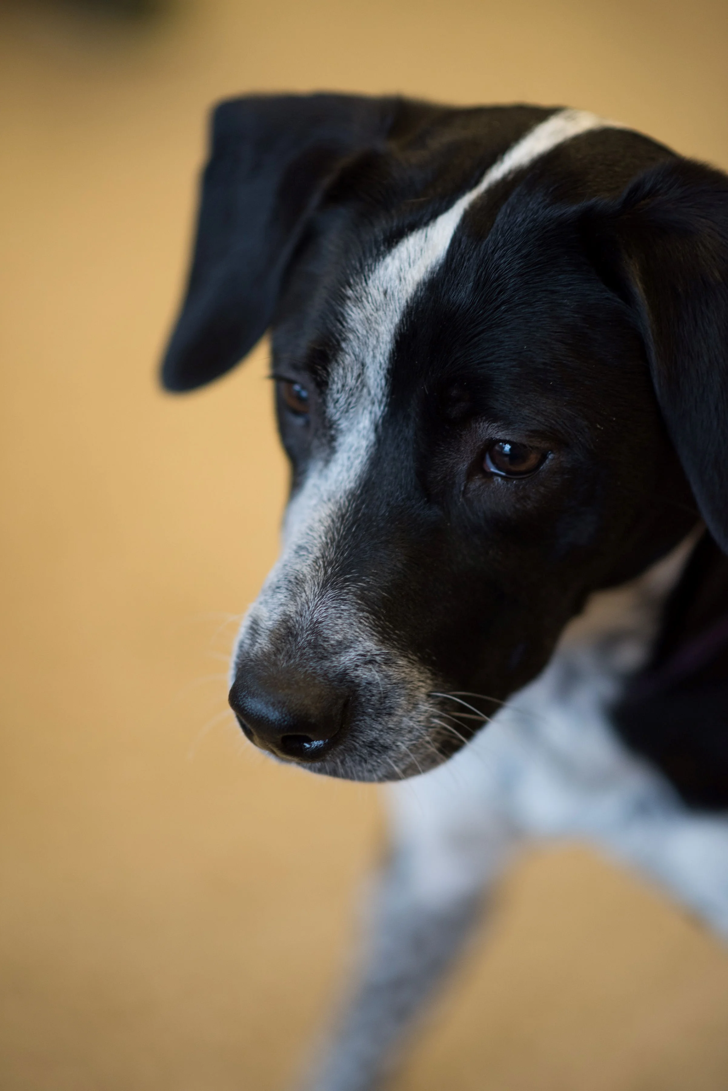 The Magic of Therapy Dogs