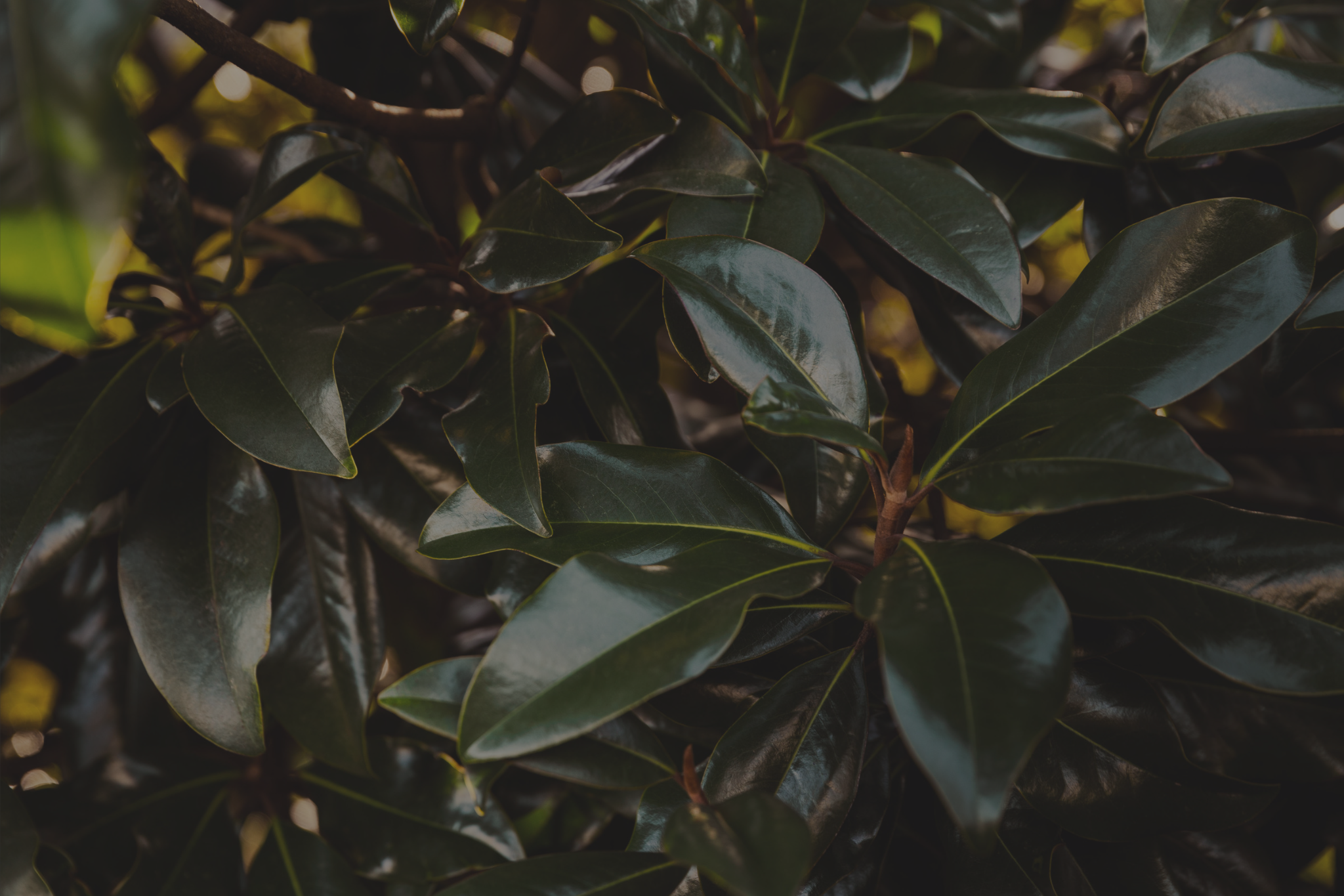 Magnolia Background.png