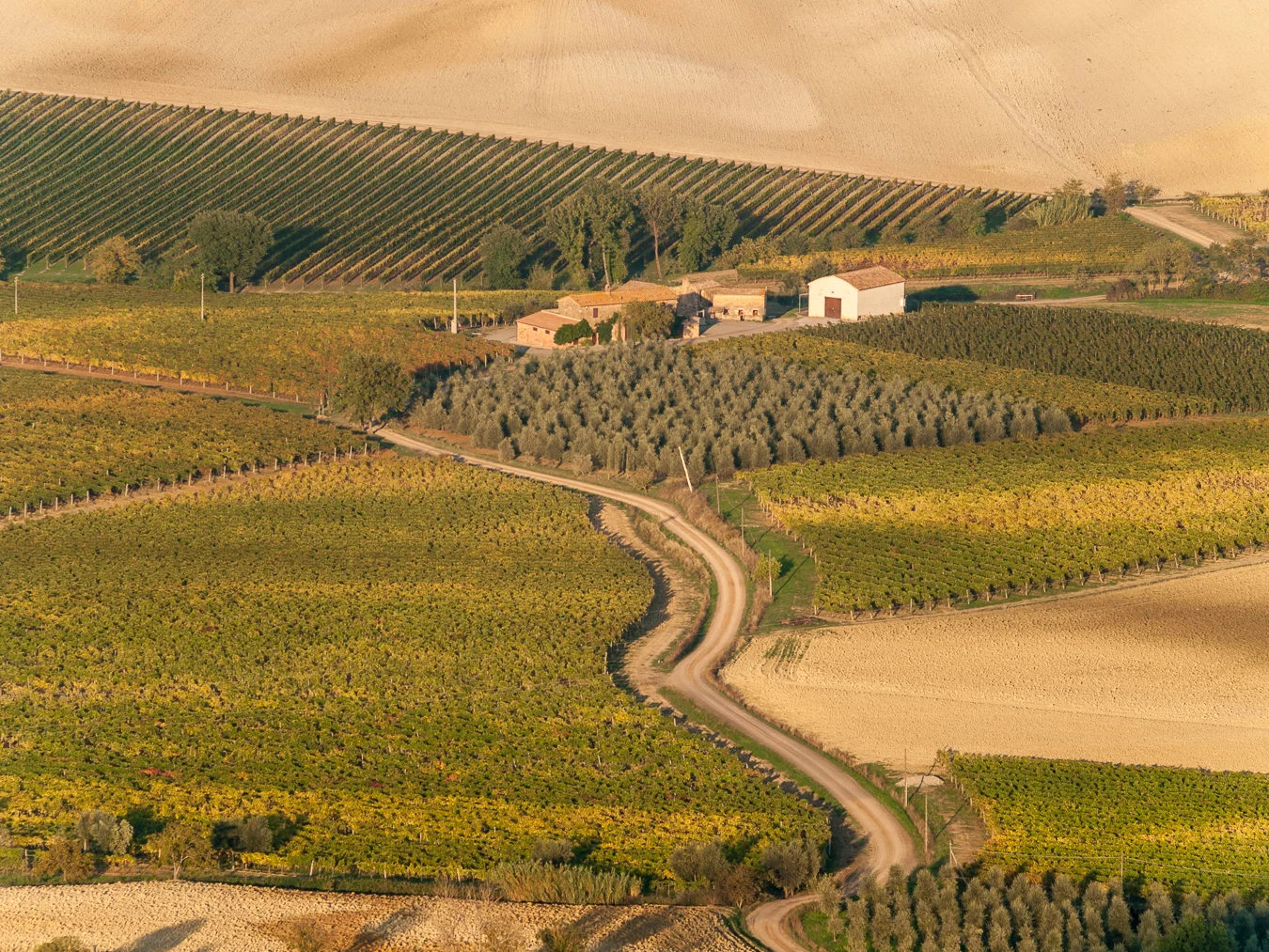 Vineyards around Montalcino.