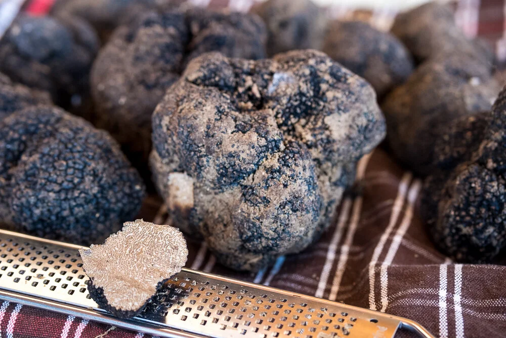 Black summer truffles in Western Tuscany