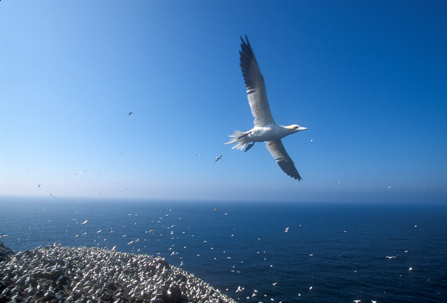 Cape St. Mary - Newfoundland