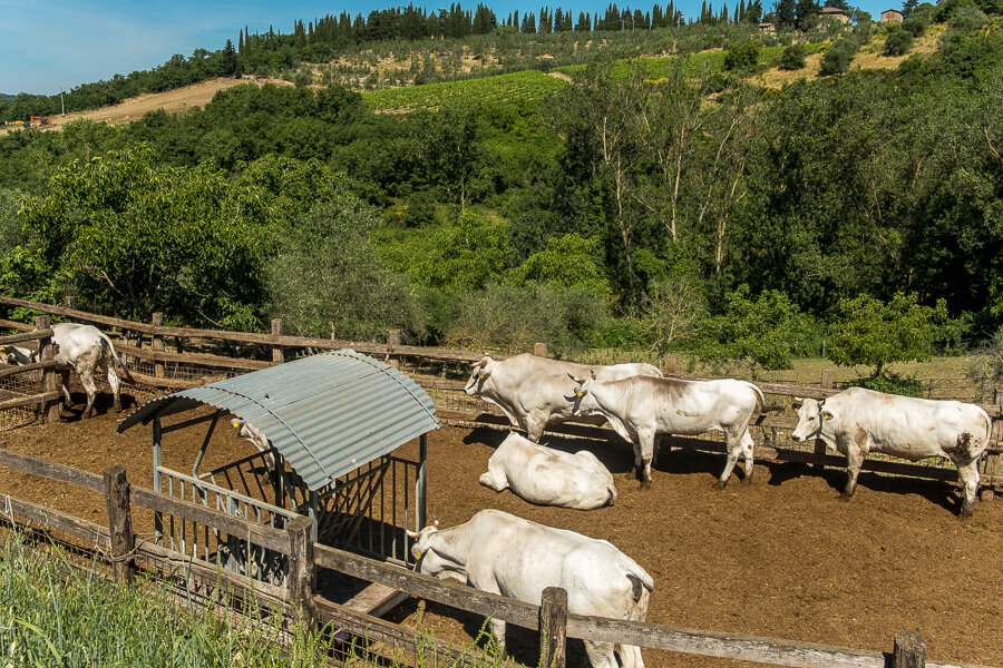 Chianina in Tuscany