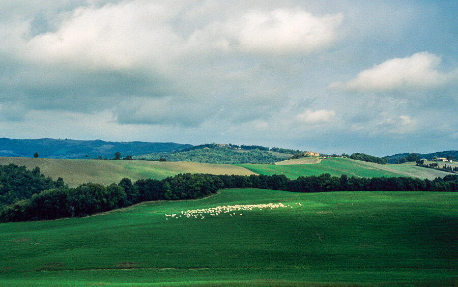 Sheep grazing in Tuscany