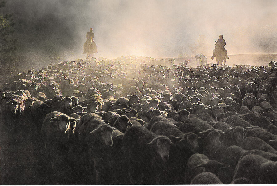 Sheep moving to Summer Pasture - Colorado