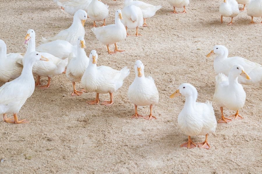 white-pekin-ducks.jpg