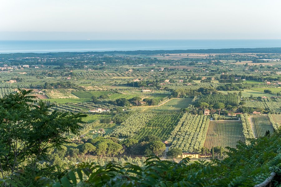 Coastal Tuscany Vineyards