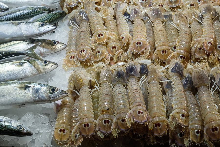canocchio, a type of prawn