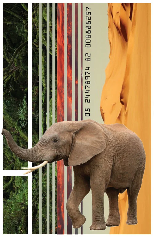 ELEPHANT.jpg