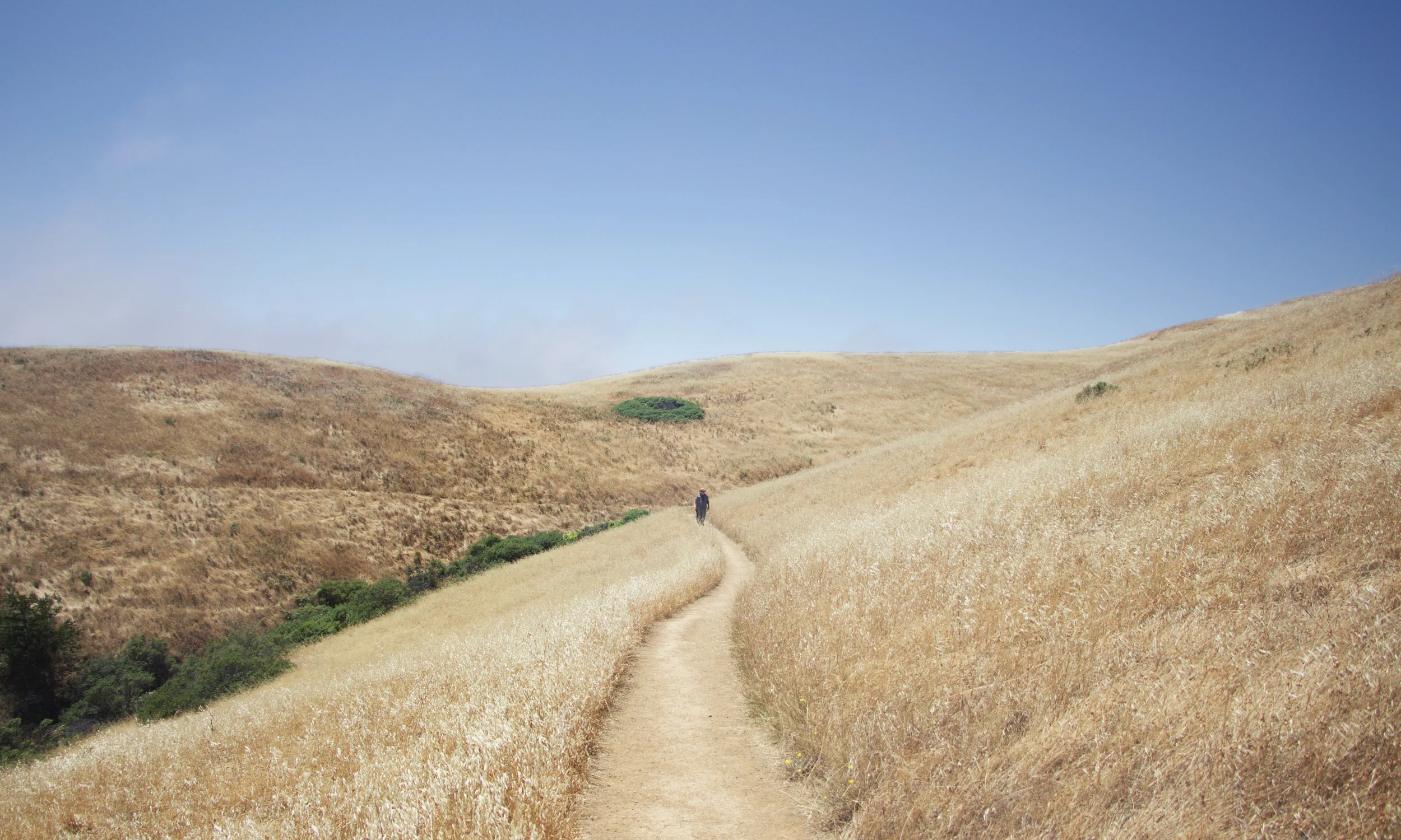 bolinas ridge summer.jpg