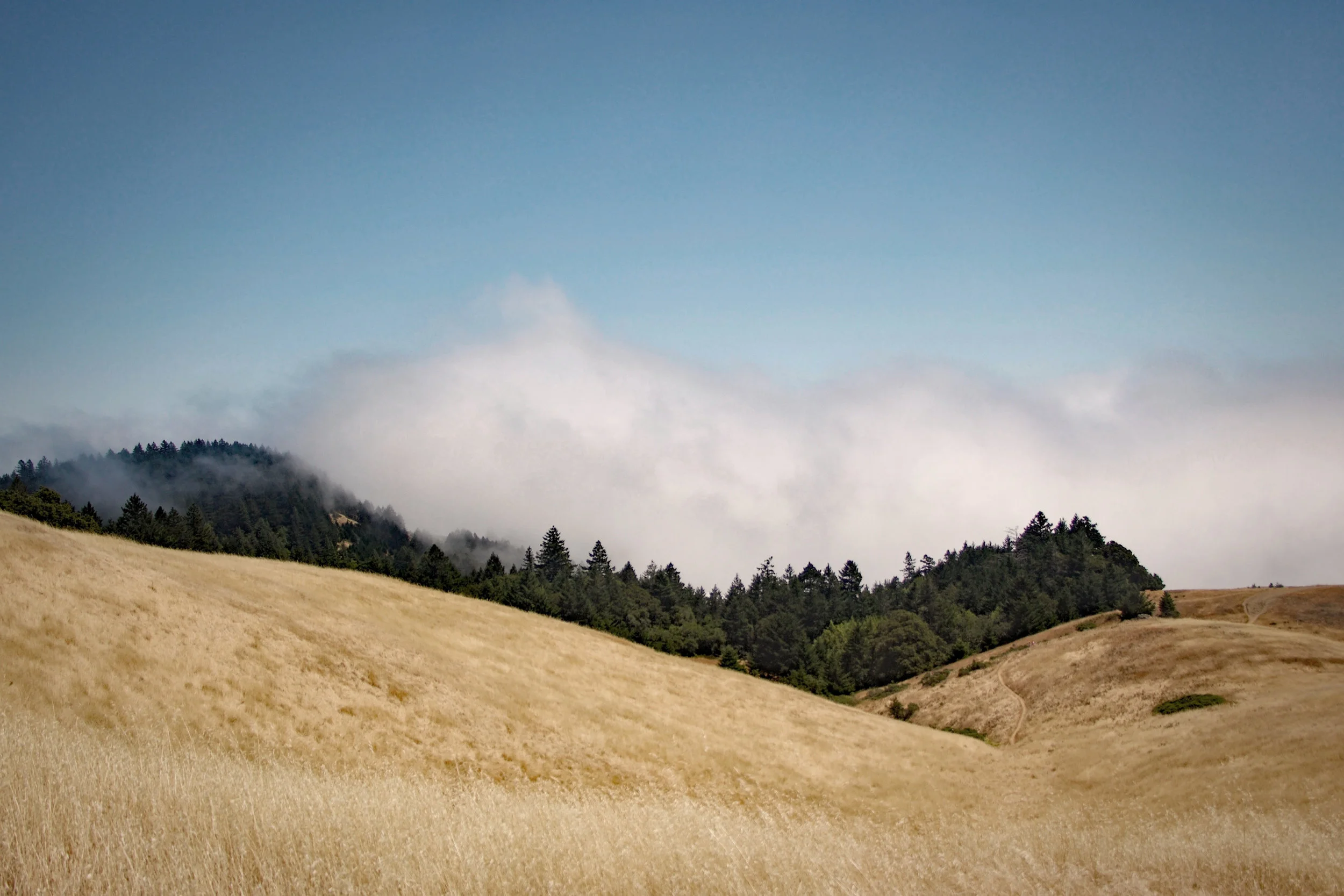 01_Tom_Bolinas Ridge layer.jpg