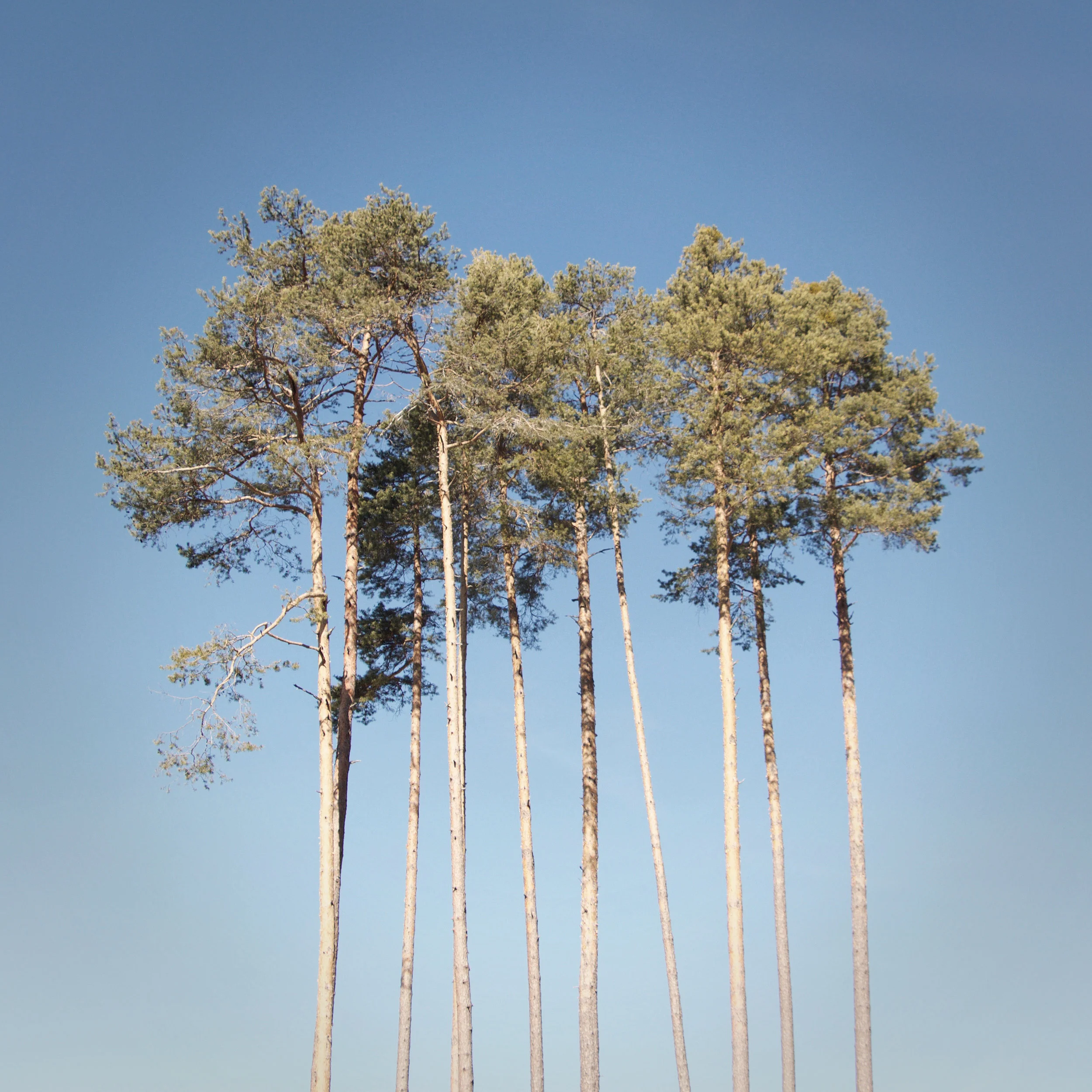 Fie Trees.jpg