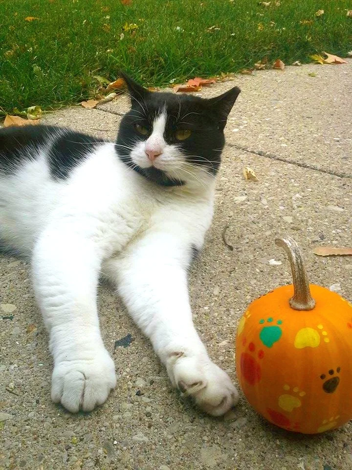 Charles (again), the cat depicted in 'Fall Feline'