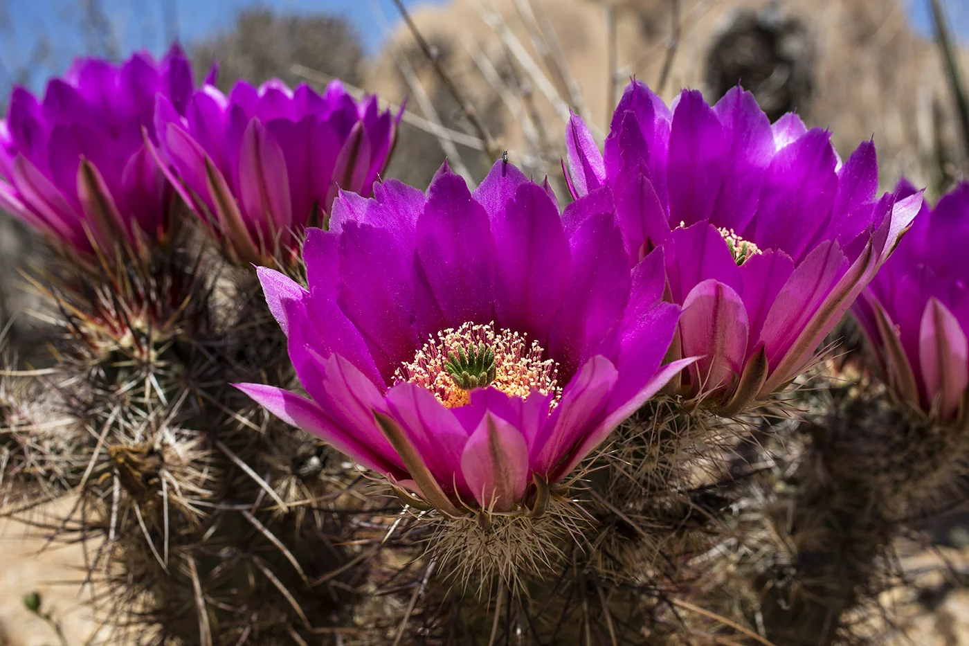 Cactus Flowers