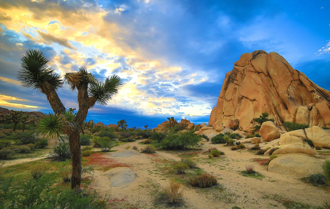 Joshua Tree Sunset