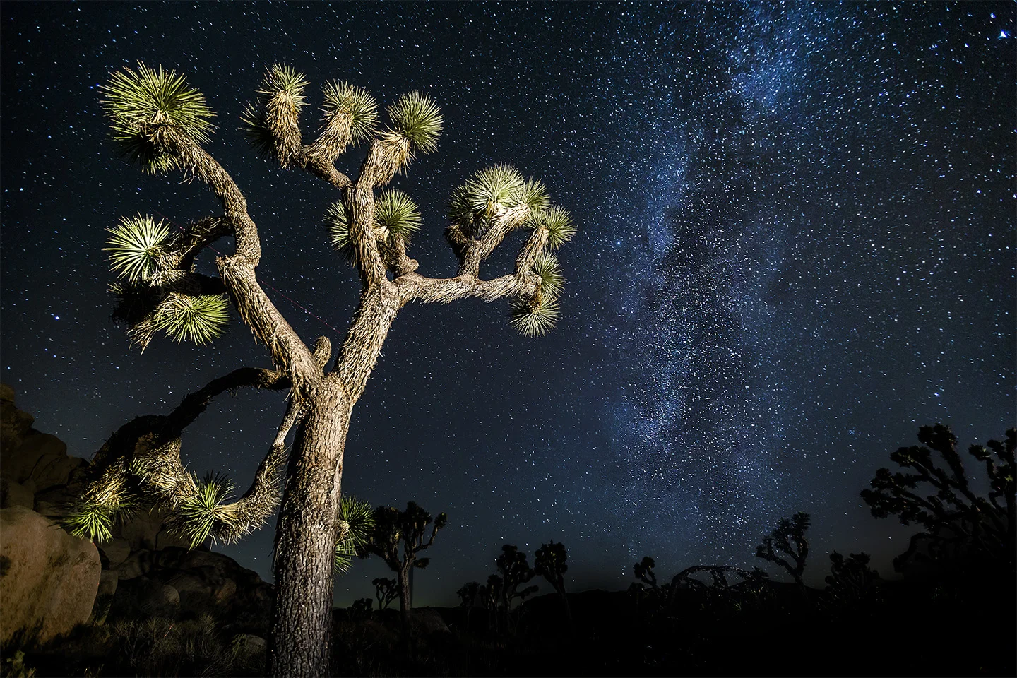 Milky Way Night