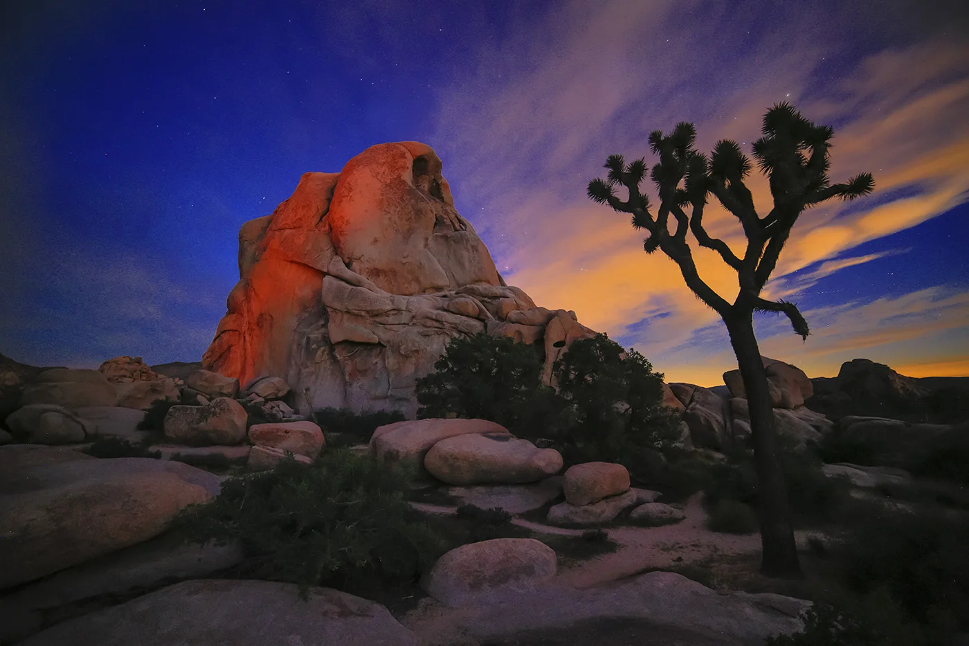 Joshua Tree @ Night