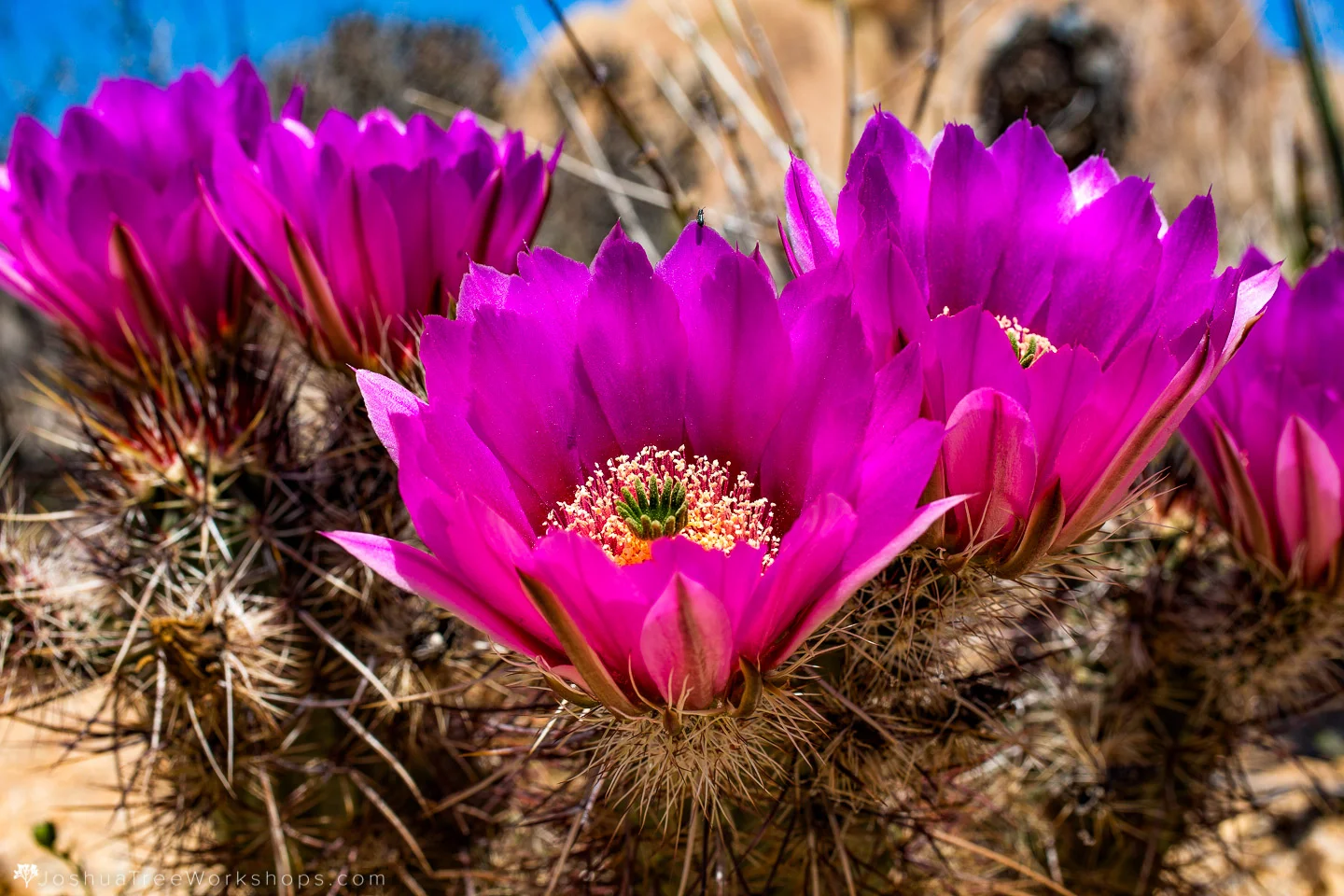 Wildflower Photography Weekend - April 19-21, 2019