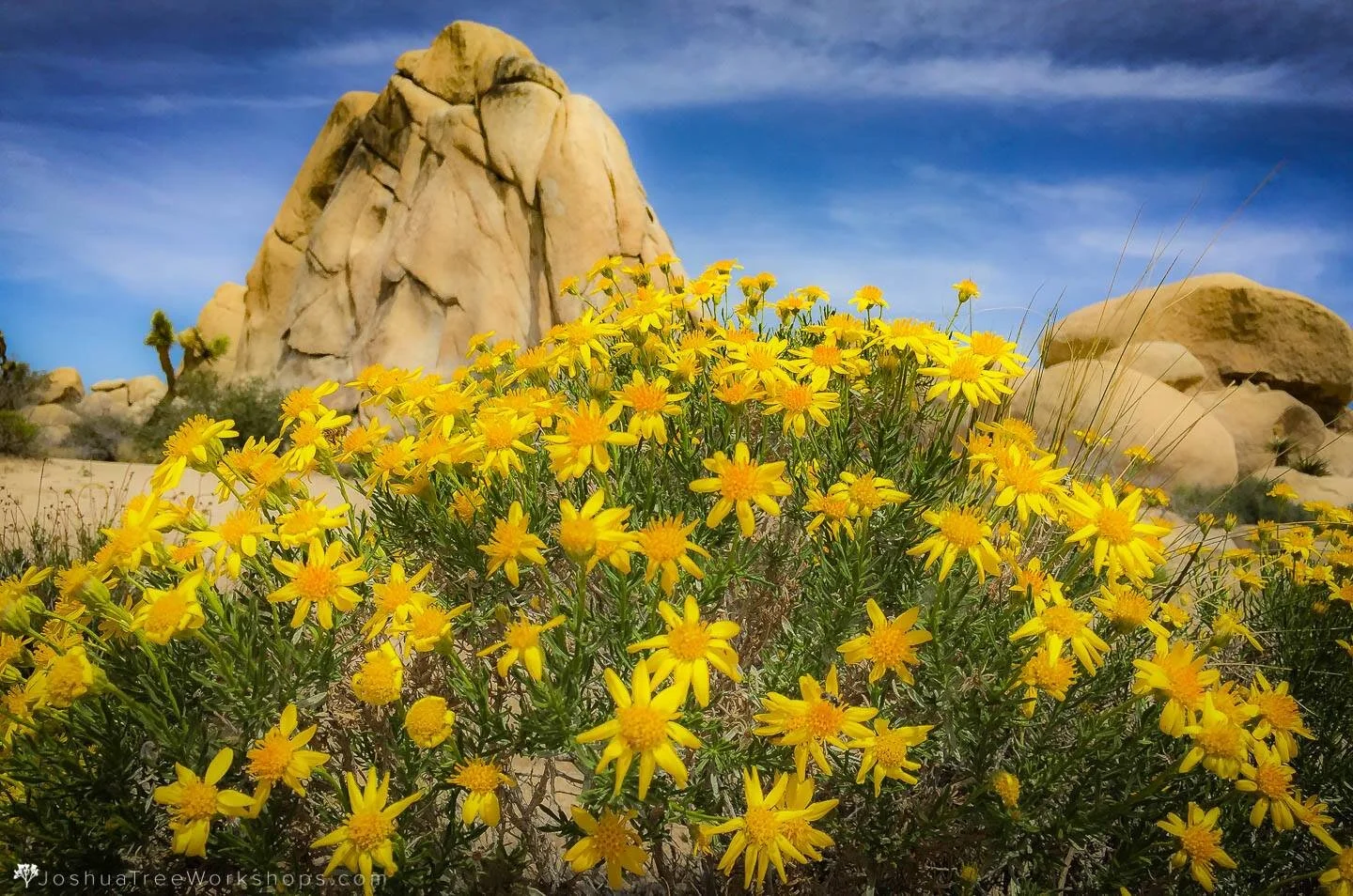 Joshua Tree Photo Wildflower Weekend w/BnB - April 30 - May 2, 2021