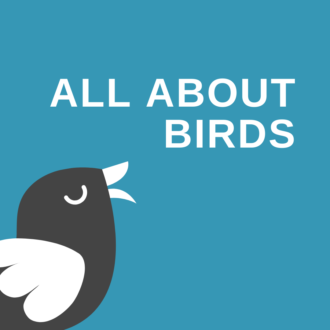 bird web badge teal.png