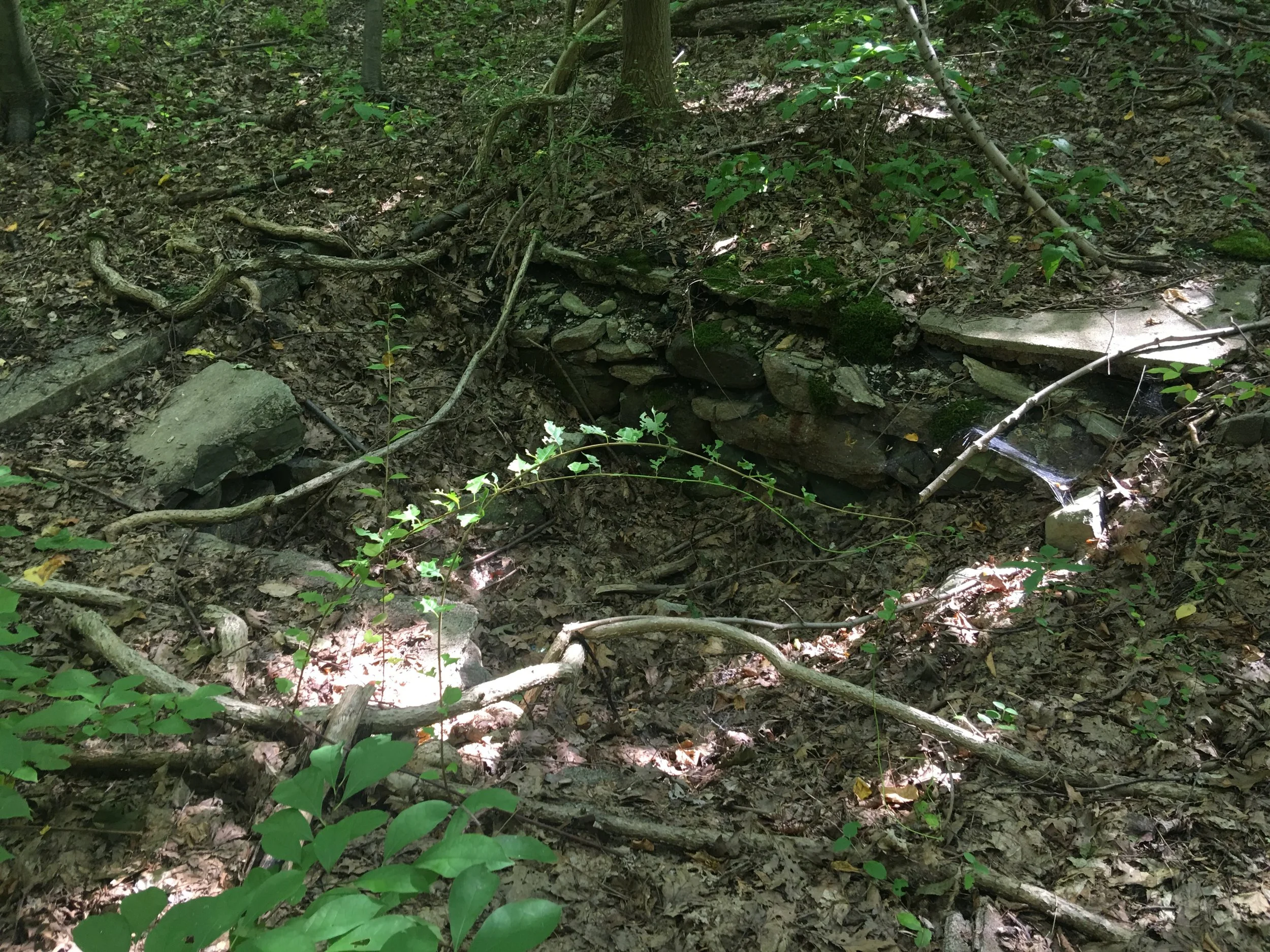Imagine a skeletal hand reaching out of the dead leaves to grab at my leg! Yikes! 