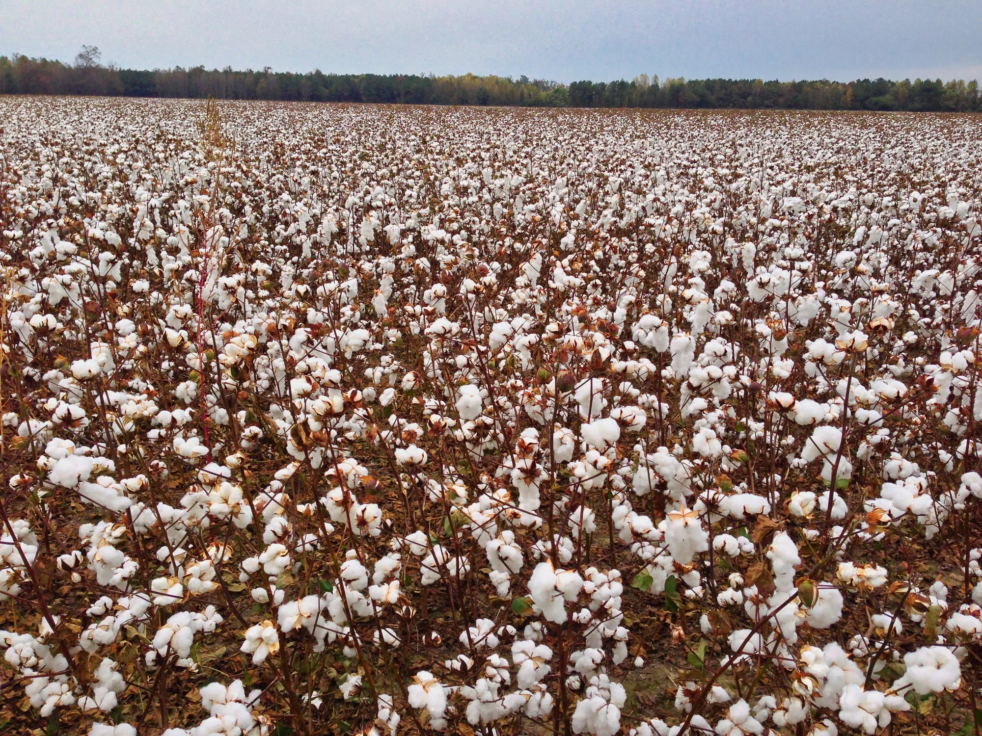 A Look Inside the Cotton Industry