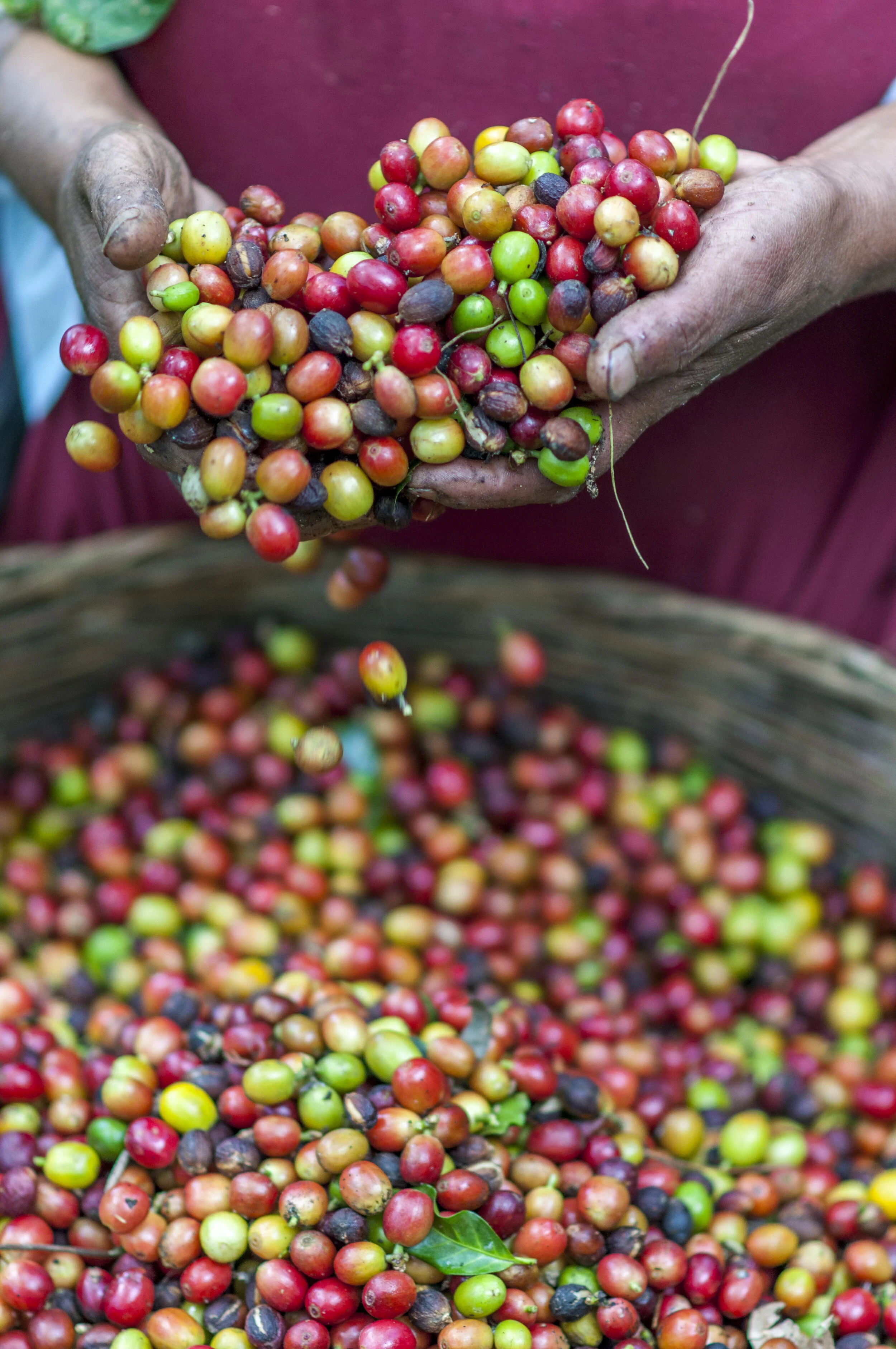 From Sprout to Mug The Hands That Make Your Morning Coffee Possible