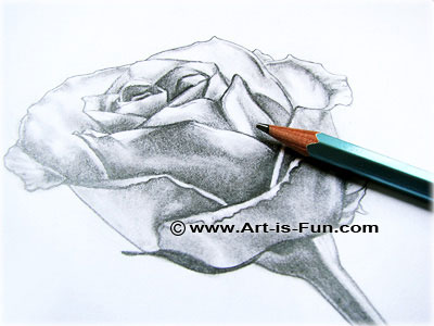 How to Draw Roses  An Easy and Complete Step-by-Step Drawing Demo