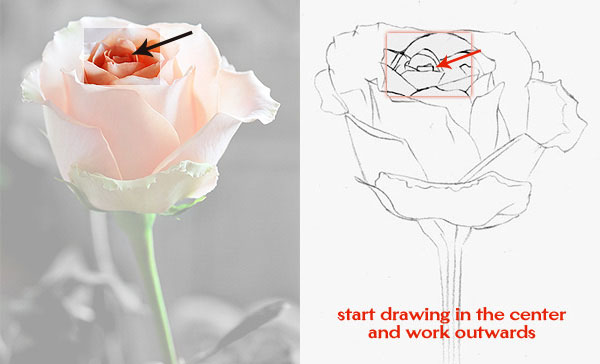 如何画一朵玫瑰