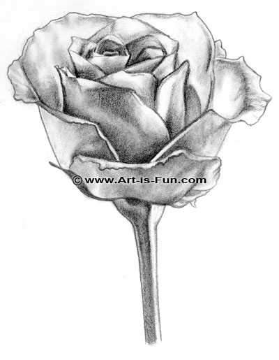 Featured image of post How To Draw A Realistic Rose Step By Step : How to draw a rose.