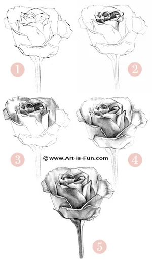 How to Draw a Rose: Learn to Draw Rose Pencil Drawings — Art is Fun