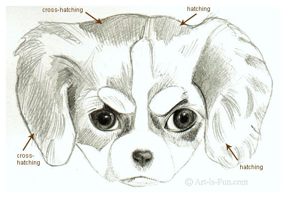hatching and cross hatching when drawing a puppy