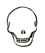在牙齿上方，在颧骨之间绘制2个鼻孔。