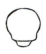 在你在第三步画的线下面，画一个宽u形。这是头骨的下颚。