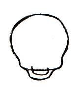 绘制一个较小的宽U形，与您在步骤3中绘制的线相交。这是嘴的底部。