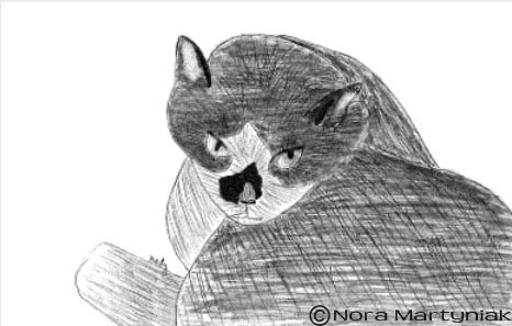 Drawing Realistic Pets From Photographs Step By Step Art Lessons By Lee Hammond Art Is Fun