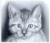 Cat Drawing by Lee Hammond