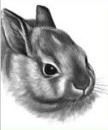 Рисунок кролика от Ли Хаммонда