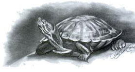 Learn how to draw turtles