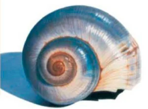 Shell Colored Pencil Drawing