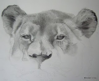 朵琳用铅笔画的母狮的开始阶段