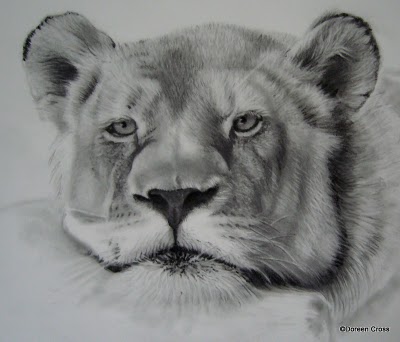 Featured image of post Pencil Drawing Images Animals